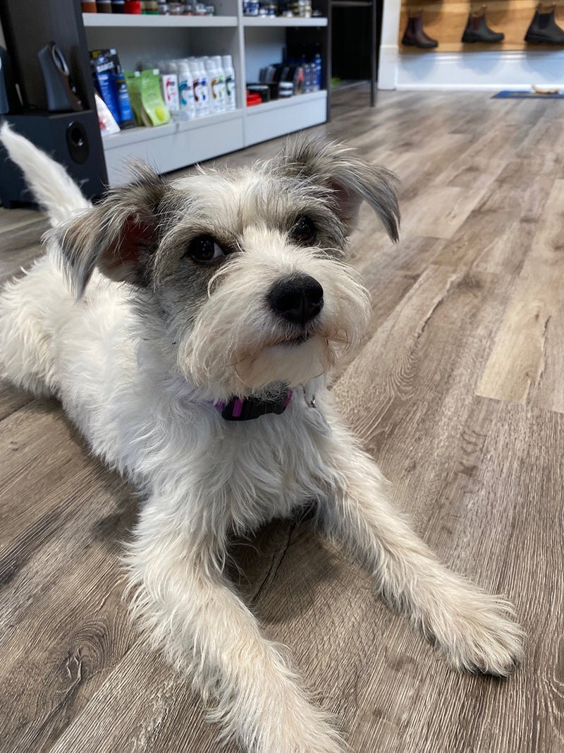 Hello from Shop Dog Luna! - Grady’s Feet Essentials